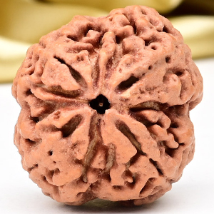 Collector 4 Mukhi from Nepal - DLXV