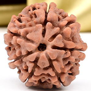 Collector 7 Mukhi from Nepal - DCLXXXVII