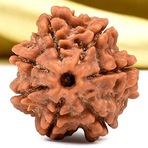 Collector 7 Mukhi from Nepal - DCLXXXVIII