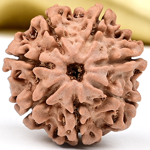 Collector 7 Mukhi from Nepal - DCXC