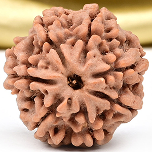 Collector 7 Mukhi from Nepal - DCXCII