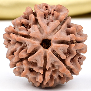 Collector 7 Mukhi from Nepal - DCXCIII