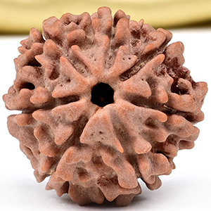 Collector 7 Mukhi from Nepal - DCXCV