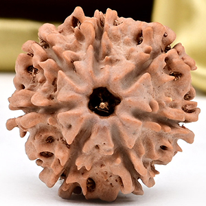 Collector 7 Mukhi from Nepal - DCXCIX