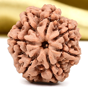 Collector 7 Mukhi from Nepal - DCCIII