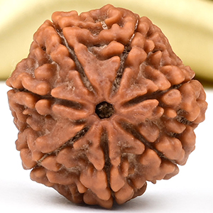 Collector 7 Mukhi from Nepal - DCCIV