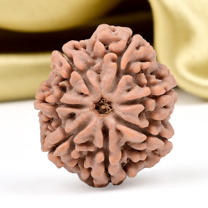 Collector 7 Mukhi from Nepal - DCCV
