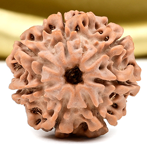Collector 7 Mukhi from Nepal - DCCVII
