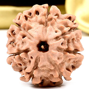 Collector 7 Mukhi from Nepal - DCCXI