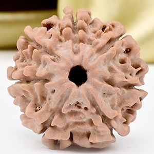 Collector 7 Mukhi from Nepal - DCCXIII
