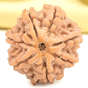 Collector 7 Mukhi from Nepal - DCCXVI