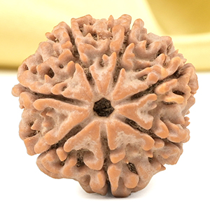 Super Collector 7 Mukhi from Nepal - DCXLII