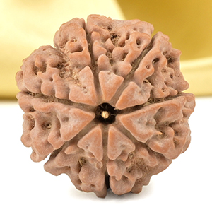 Super Collector 7 Mukhi from Nepal - DCXLIII