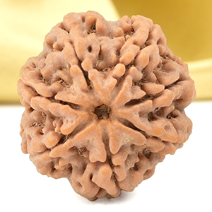 Super Collector 7 Mukhi from Nepal - DCXLIV