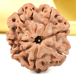 Super Collector 7 Mukhi from Nepal - DCXLV