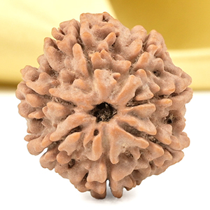 Super Collector 7 Mukhi from Nepal - DCLII