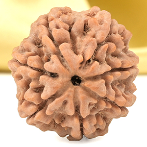 Super Collector 7 Mukhi from Nepal - DCLIII