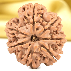 Super Collector 7 Mukhi from Nepal - DCLIV