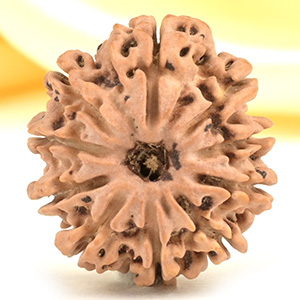 10 Mukhi from Nepal Small - CDL