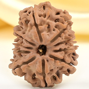 10 Mukhi from Nepal Small - CDLI