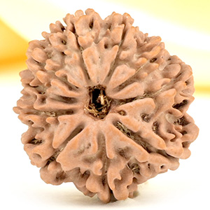 10 Mukhi from Nepal Small - CDLV