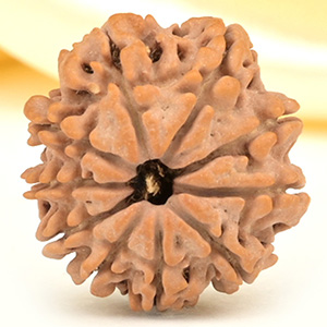 10 Mukhi from Nepal Small - CDLVII