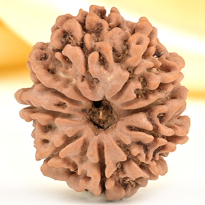 10 Mukhi from Nepal Small - CDLIX