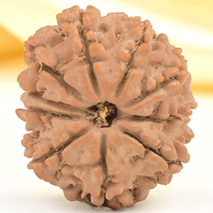 10 Mukhi from Nepal Small - CDLX