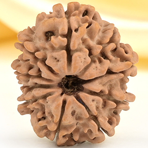 10 Mukhi from Nepal Small - CDLXI