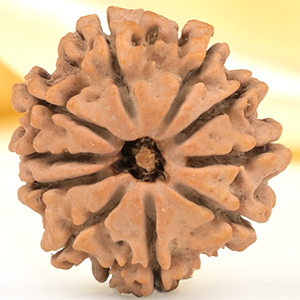 10 Mukhi from Nepal Small - CDLXII