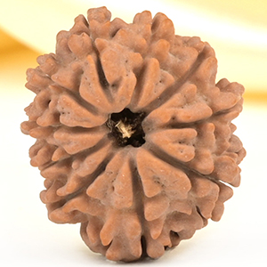 10 Mukhi from Nepal Small - CDLXIII