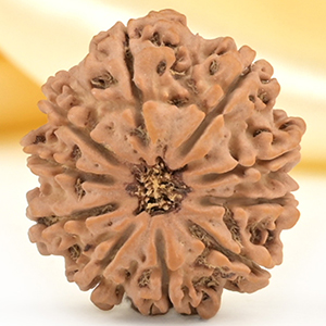 10 Mukhi from Nepal Small - CDLXIV