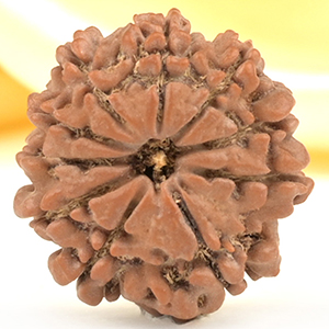 10 Mukhi from Nepal Small - CDLXV