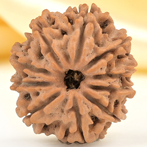 10 Mukhi from Nepal Small - CDLXVI