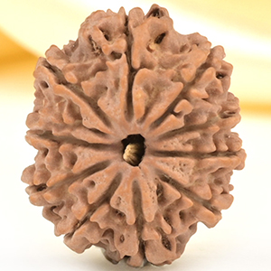 10 Mukhi from Nepal Small - CDLXVII