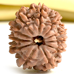 11 Mukhi from Nepal Small - CCCLXIX