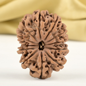 Collector 12 Mukhi from Nepal - CCXXV