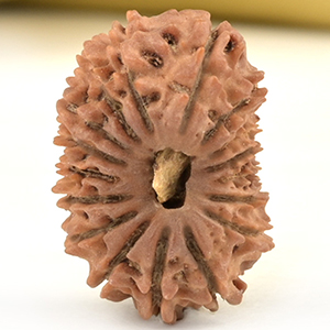 17 Mukhi from Nepal Small - XIX