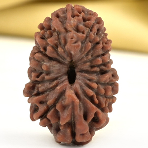 Super Collector 18 Mukhi from Java Indonesia - XXVIII