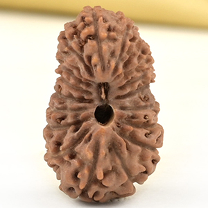 Collector 19 Mukhi from Java Indonesia - LXXV