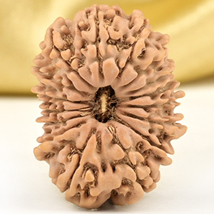 16 Mukhi from Nepal Small - XLII