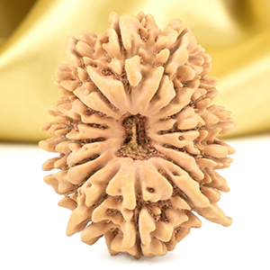 Ganesh Rudraksha 16 Mukhi from Nepal Large - I