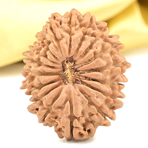 17 Mukhi from Nepal - XCIX