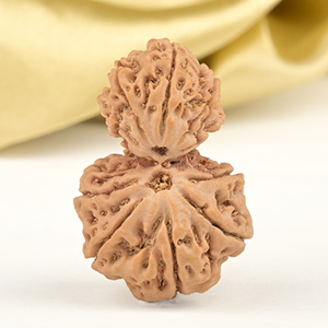 Garbh Gauri 10 Mukhi from Nepal - IV