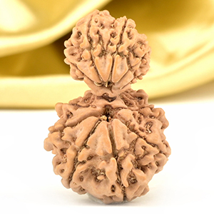 Garbh Gauri 11 Mukhi from Nepal - IV