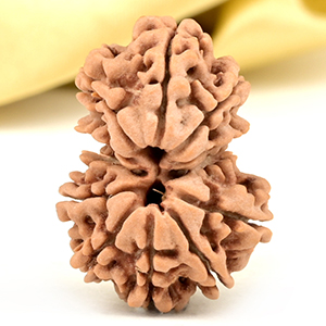 Garbh Gauri 12 Mukhi from Nepal Small - I