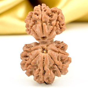 Garbh Gauri 12 Mukhi from Nepal