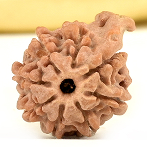 Ganesh Rudraksha 8 Mukhi from Nepal Small - I