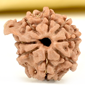 Ganesh Rudraksha 8 Mukhi from Nepal Small - IV