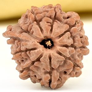 Ganesh Rudraksha 9 Mukhi from Nepal Small - II